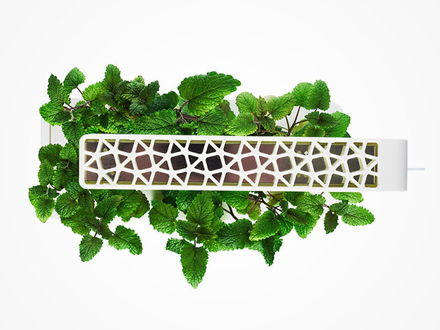 Smart Herb Garden Starter Kit & 3-Pack Refill (International)