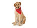 5-Pack Paisley Cotton Dog Scarf Triangle Bibs  - XL and Washable - Red