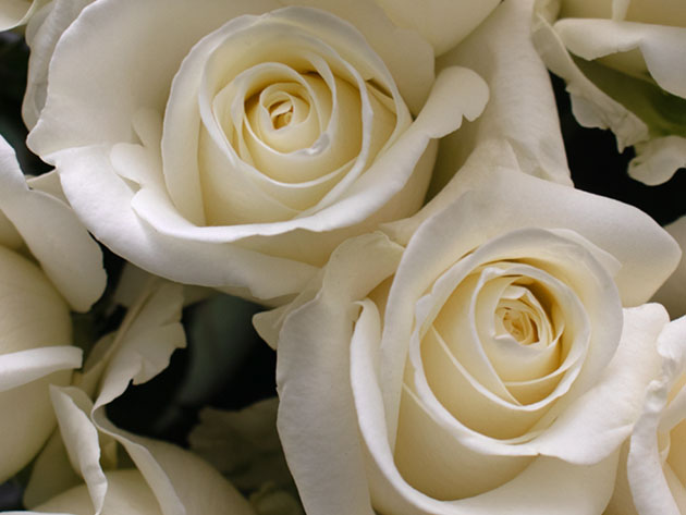 Get 3 Dozen (36) Farmer's Color Choice Roses for Only $39.99 Shipped!