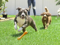 Running a Dog Training Business - Product Image