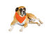 2-Pack Solid Polyester Dog Neckerchief Triangle Bibs - Extra Large - Orange