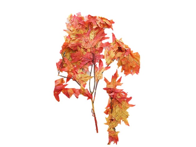 Homvare Transparent Preserved Fall Oak Leaves 5 Pieces Oz Artificial Ornament for Fall, Thanksgiving, Halloween, Party and Wedding Decorations