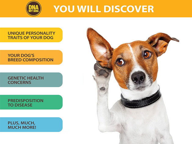 DNA My Dog Breed Identification Test (5-Pack)