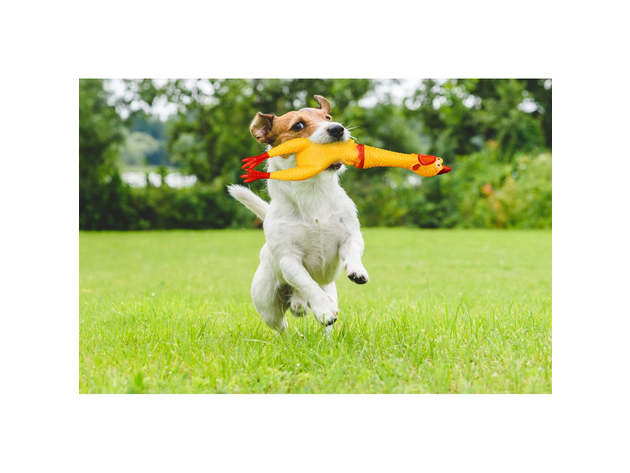 2-Pack Hilarious 15 Rubber Screaming Chicken Novelty Toy for Kids & Pets